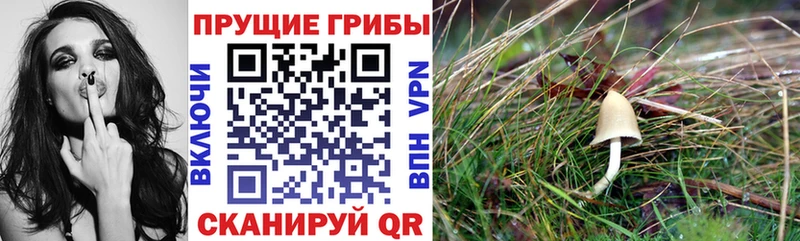 Псилоцибиновые грибы мицелий  Горбатов 